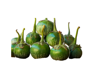 AUBERGINE VERTE PETITE