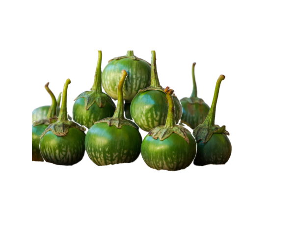 AUBERGINE VERTE PETITE