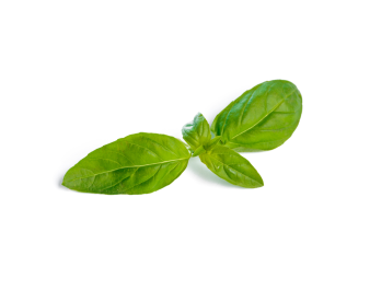 FEUILLE DE BASILIC