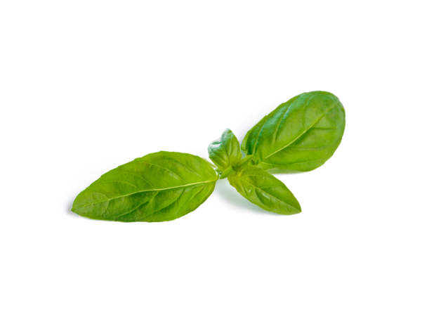 FEUILLE DE BASILIC