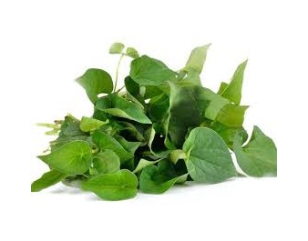 FEUILLE DE DIEP CA