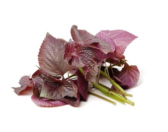 FEUILLE DE TITO