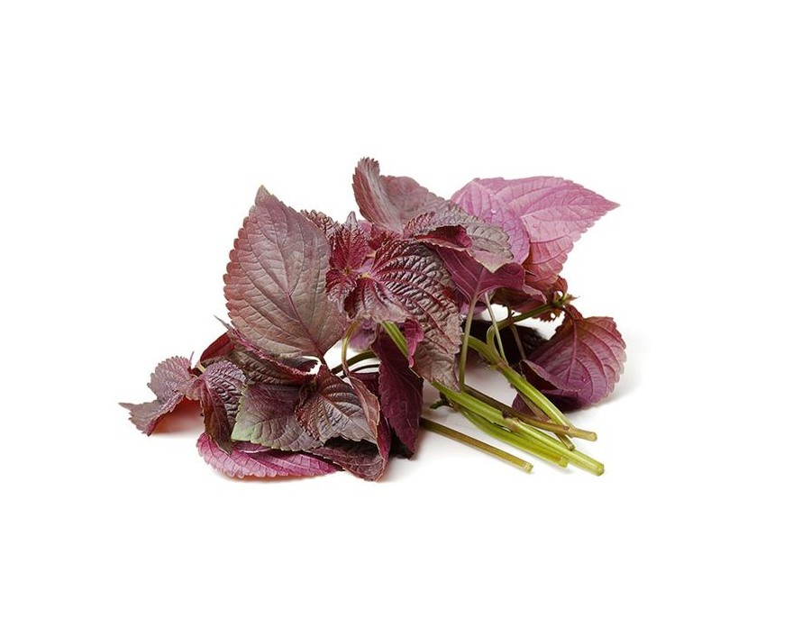 FEUILLE DE TITO