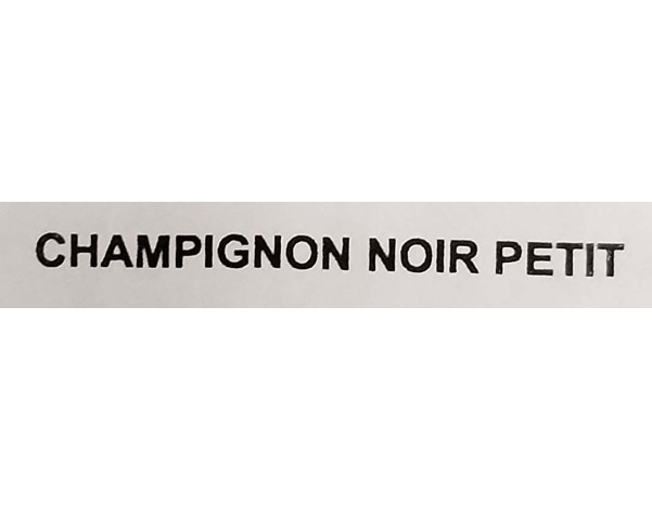 CHAMPIGNON NOIR PETIT