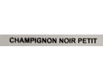 CHAMPIGNON NOIR PETIT