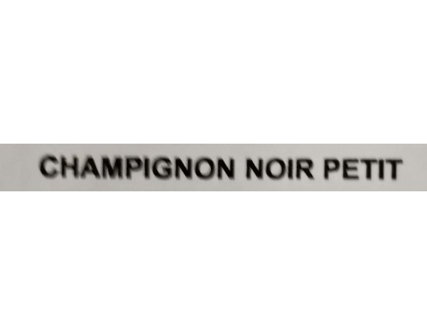 CHAMPIGNON NOIR PETIT