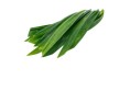 FEUILLE DE BAITHOY ( A LA PESEE  )