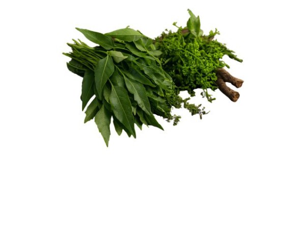 FEUILLE DE SADAO