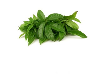 FEUILLE DE YANANG ( A LA PESEE )