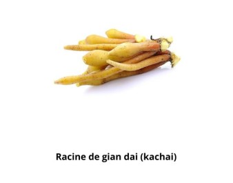 RACINE DE GIAN DAI (KACHAI)