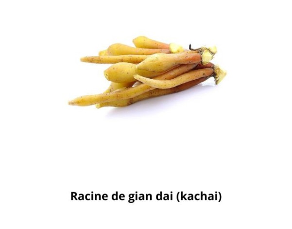 RACINE DE GIAN DAI (KACHAI)