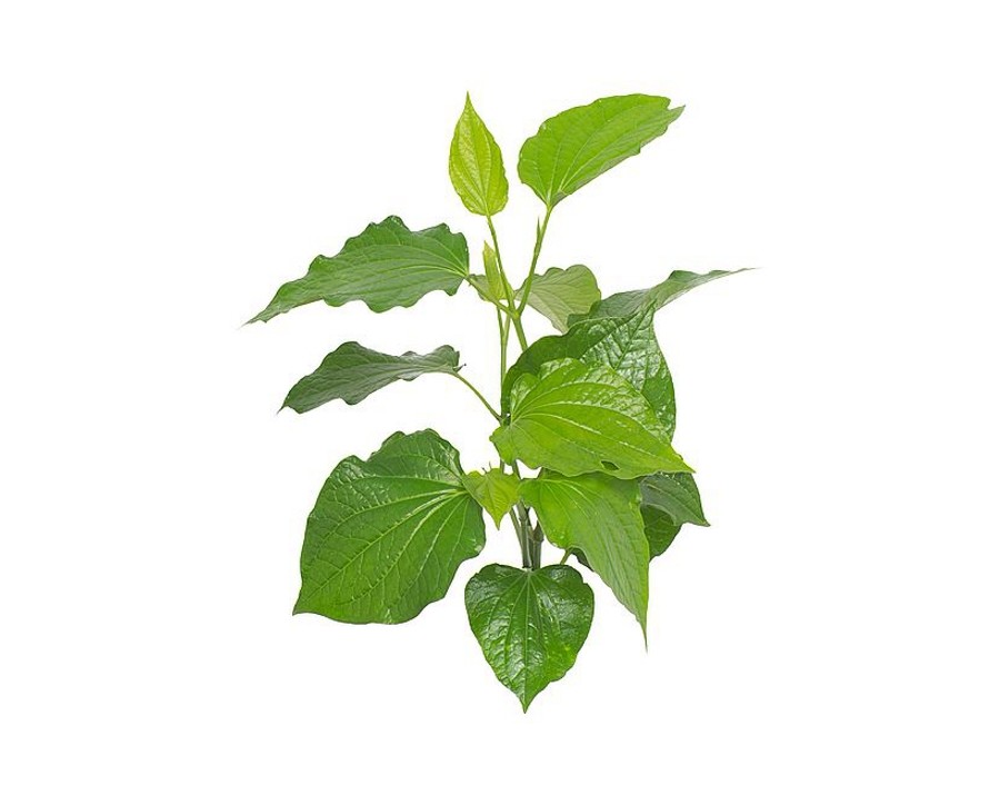FEUILLE DE LA LOT