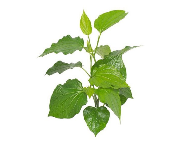 FEUILLE DE LA LOT