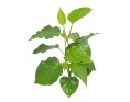 FEUILLE DE LA LOT