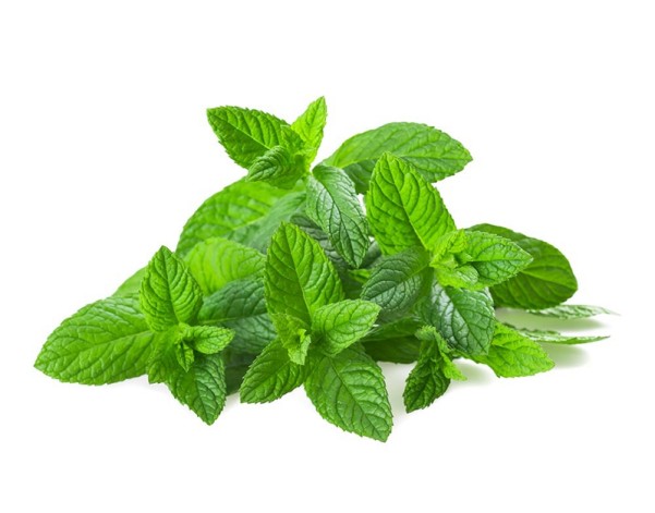 MENTHE