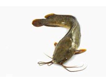 POISSON CHAT 500/800 (A LA PESEE) ****