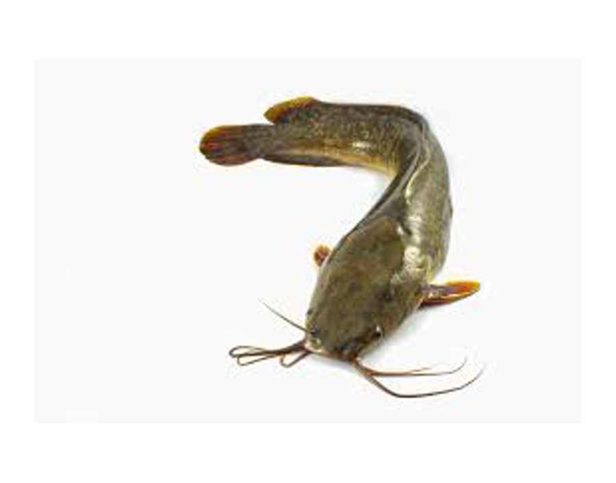 PROMO POISSON CHAT 500/800 (A LA PESEE) ****