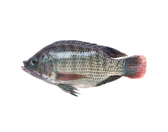 POISSON TILAPIA NOIR VIDE ECAILLE 600-800 (A LA PESEE) ****
