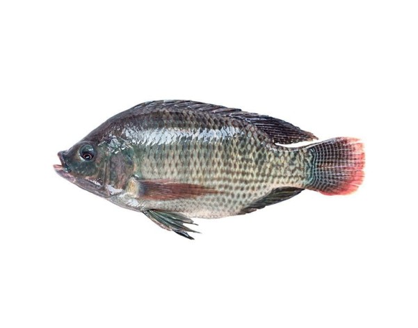 POISSON TILAPIA NOIR VIDE ECAILLE 600-800 (A LA PESEE) ****