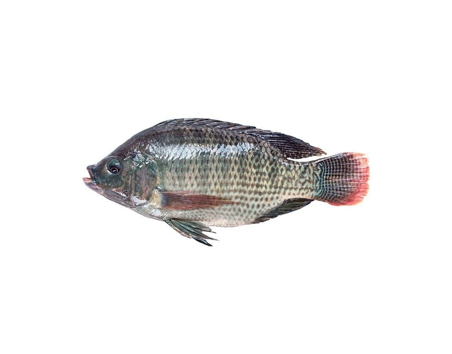 POISSON TILAPIA NOIR VIDE ECAILLE 600/800 (PRIX PAR CARTON) ****
