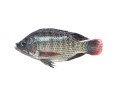POISSON TILAPIA NOIR VIDE ECAILLE 600/800 (PRIX PAR CARTON) ****