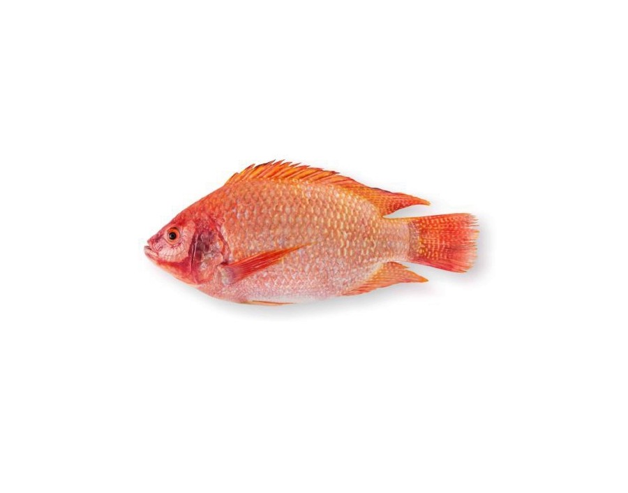 POISSON TILAPIA ROUGE VIDE ECAILLE 600/800 (PRIX AU CARTON)****
