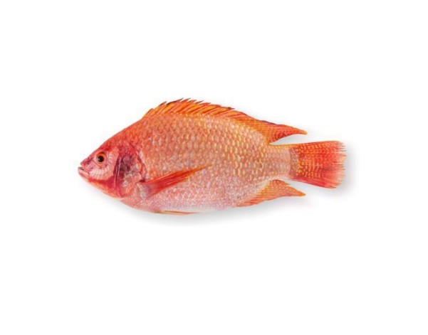 POISSON TILAPIA ROUGE VIDE ECAILLE 600/800 (PRIX AU CARTON)****