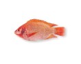 PROMO POISSON TILAPIA ROUGE VIDE ECAILLE 600/800 (PRIX AU CARTON)****