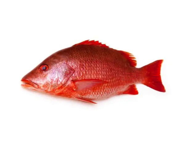 POISSON VIVANEAU 1000/2000 (A LA PESEE) ****