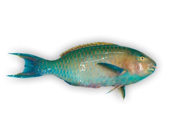 POISSON PERROQUET 250/500 ****