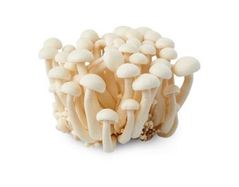 CHAMPIGNON BUNASHIMEJI BLANC