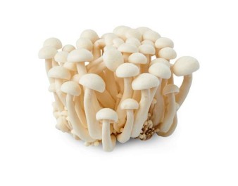 CHAMPIGNON BUNASHIMEJI BLANC