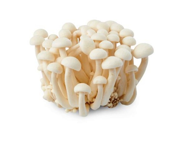 CHAMPIGNON BUNASHIMEJI BLANC