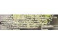 SALADE D’ALGUES (HIYASHI WAKAME) ****